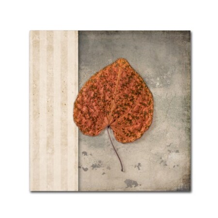 Trademark Fine Art LightBoxJournal 'Lodge Leaf 2' Canvas Art, 14x14 ALI10404-C1414GG